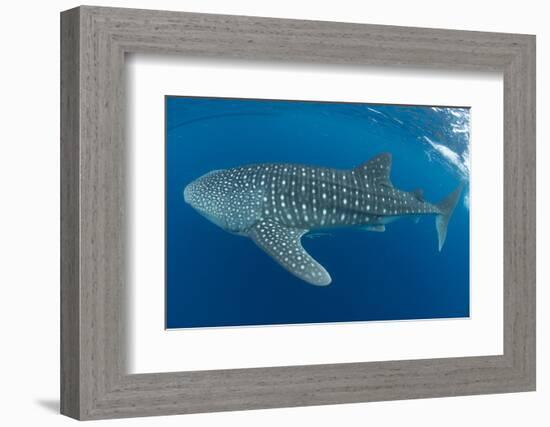 Whale shark, Madagascar, Indian Ocean, Africa-Dan Burton-Framed Photographic Print