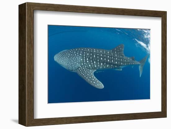 Whale shark, Madagascar, Indian Ocean, Africa-Dan Burton-Framed Photographic Print