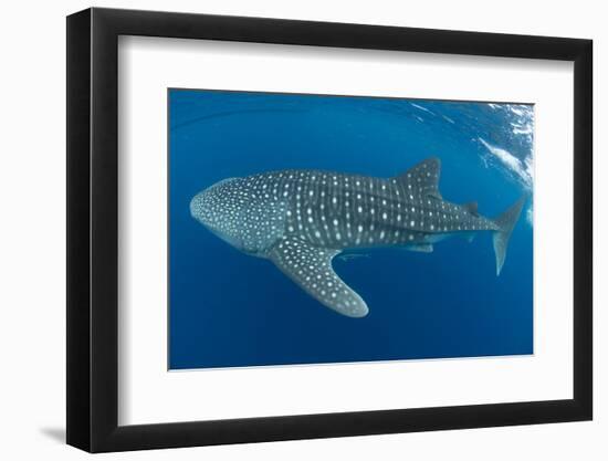 Whale shark, Madagascar, Indian Ocean, Africa-Dan Burton-Framed Photographic Print