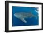 Whale shark, Madagascar, Indian Ocean, Africa-Dan Burton-Framed Photographic Print