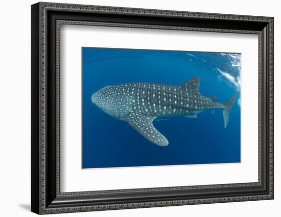 Whale shark, Madagascar, Indian Ocean, Africa-Dan Burton-Framed Photographic Print