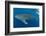 Whale shark, Madagascar, Indian Ocean, Africa-Dan Burton-Framed Photographic Print