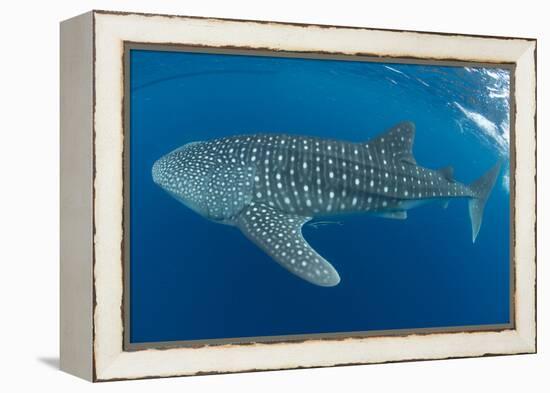 Whale shark, Madagascar, Indian Ocean, Africa-Dan Burton-Framed Premier Image Canvas