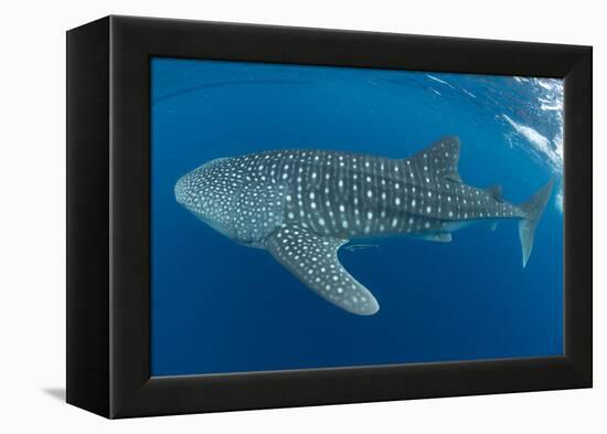 Whale shark, Madagascar, Indian Ocean, Africa-Dan Burton-Framed Premier Image Canvas