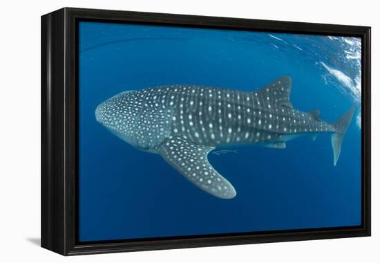 Whale shark, Madagascar, Indian Ocean, Africa-Dan Burton-Framed Premier Image Canvas