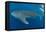 Whale shark, Madagascar, Indian Ocean, Africa-Dan Burton-Framed Premier Image Canvas