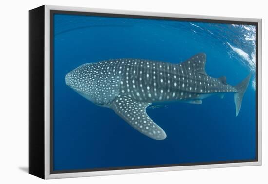 Whale shark, Madagascar, Indian Ocean, Africa-Dan Burton-Framed Premier Image Canvas