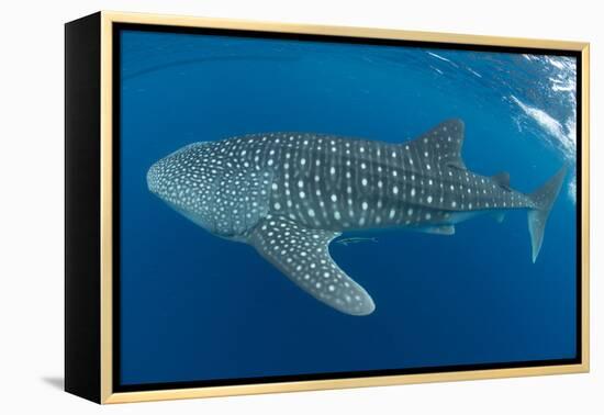 Whale shark, Madagascar, Indian Ocean, Africa-Dan Burton-Framed Premier Image Canvas