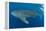 Whale shark, Madagascar, Indian Ocean, Africa-Dan Burton-Framed Premier Image Canvas