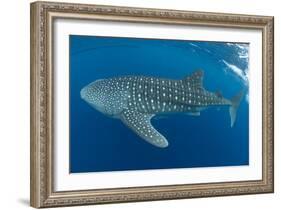 Whale shark, Madagascar, Indian Ocean, Africa-Dan Burton-Framed Photographic Print