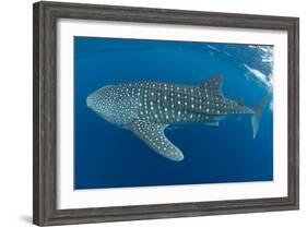 Whale shark, Madagascar, Indian Ocean, Africa-Dan Burton-Framed Photographic Print
