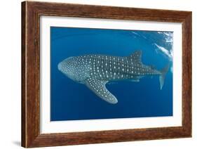 Whale shark, Madagascar, Indian Ocean, Africa-Dan Burton-Framed Photographic Print