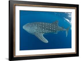Whale shark, Madagascar, Indian Ocean, Africa-Dan Burton-Framed Photographic Print