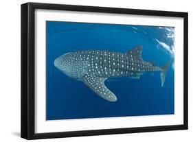 Whale shark, Madagascar, Indian Ocean, Africa-Dan Burton-Framed Photographic Print