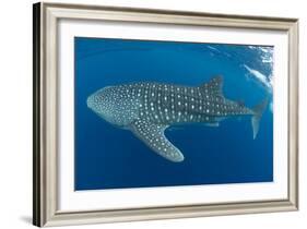 Whale shark, Madagascar, Indian Ocean, Africa-Dan Burton-Framed Photographic Print