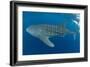 Whale shark, Madagascar, Indian Ocean, Africa-Dan Burton-Framed Photographic Print