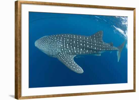 Whale shark, Madagascar, Indian Ocean, Africa-Dan Burton-Framed Photographic Print