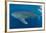 Whale shark, Madagascar, Indian Ocean, Africa-Dan Burton-Framed Photographic Print