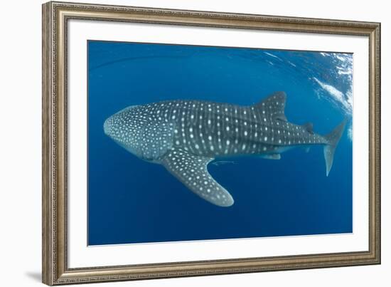 Whale shark, Madagascar, Indian Ocean, Africa-Dan Burton-Framed Photographic Print