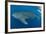 Whale shark, Madagascar, Indian Ocean, Africa-Dan Burton-Framed Photographic Print