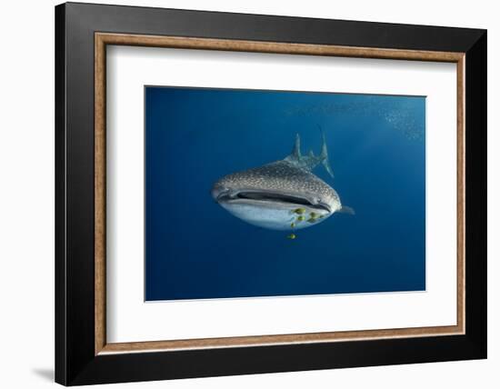 Whale Shark (Rhincodon Typus) And Golden Trevally (Gnathanodon Speciosus)-Pete Oxford-Framed Photographic Print