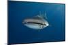 Whale Shark (Rhincodon Typus) And Golden Trevally (Gnathanodon Speciosus)-Pete Oxford-Mounted Photographic Print