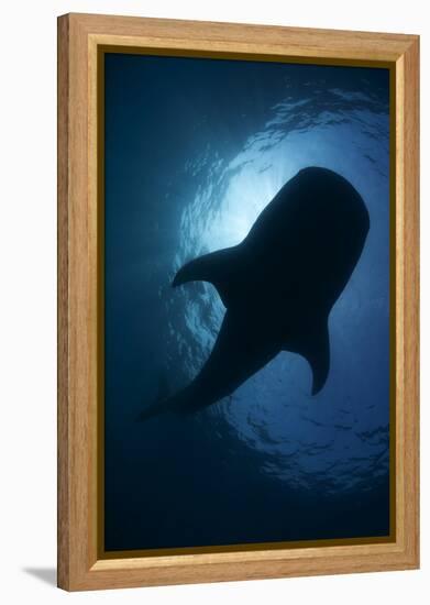 Whale Shark (Rhincodon Typus) Backlit, Isla Mujeres, Caribbean Sea, Mexico, August-Claudio Contreras-Framed Premier Image Canvas