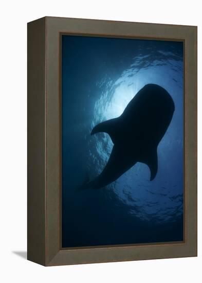 Whale Shark (Rhincodon Typus) Backlit, Isla Mujeres, Caribbean Sea, Mexico, August-Claudio Contreras-Framed Premier Image Canvas