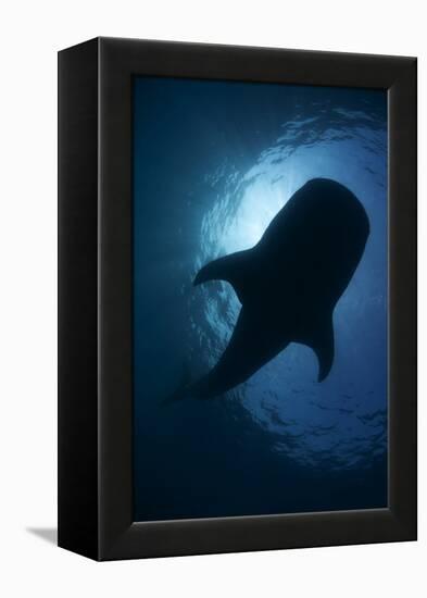 Whale Shark (Rhincodon Typus) Backlit, Isla Mujeres, Caribbean Sea, Mexico, August-Claudio Contreras-Framed Premier Image Canvas