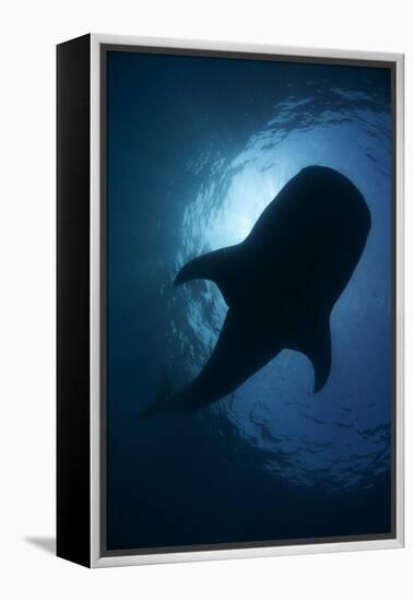 Whale Shark (Rhincodon Typus) Backlit, Isla Mujeres, Caribbean Sea, Mexico, August-Claudio Contreras-Framed Premier Image Canvas