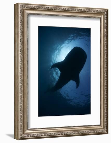 Whale Shark (Rhincodon Typus) Backlit, Isla Mujeres, Caribbean Sea, Mexico, August-Claudio Contreras-Framed Photographic Print