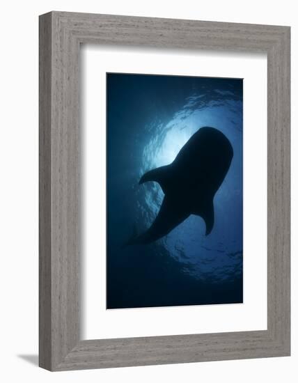 Whale Shark (Rhincodon Typus) Backlit, Isla Mujeres, Caribbean Sea, Mexico, August-Claudio Contreras-Framed Photographic Print