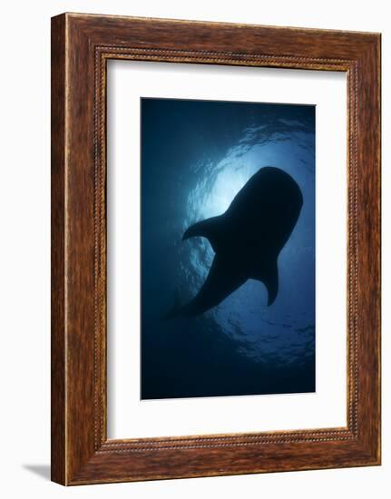 Whale Shark (Rhincodon Typus) Backlit, Isla Mujeres, Caribbean Sea, Mexico, August-Claudio Contreras-Framed Photographic Print
