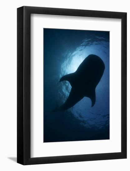 Whale Shark (Rhincodon Typus) Backlit, Isla Mujeres, Caribbean Sea, Mexico, August-Claudio Contreras-Framed Photographic Print