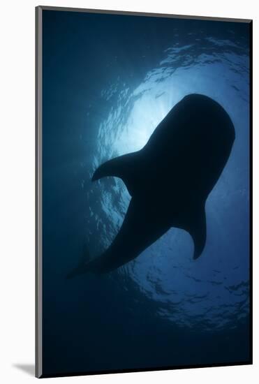 Whale Shark (Rhincodon Typus) Backlit, Isla Mujeres, Caribbean Sea, Mexico, August-Claudio Contreras-Mounted Photographic Print