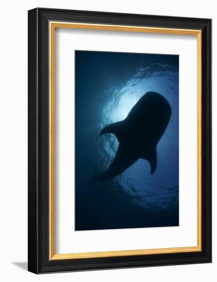 Whale Shark (Rhincodon Typus) Backlit, Isla Mujeres, Caribbean Sea, Mexico, August-Claudio Contreras-Framed Photographic Print