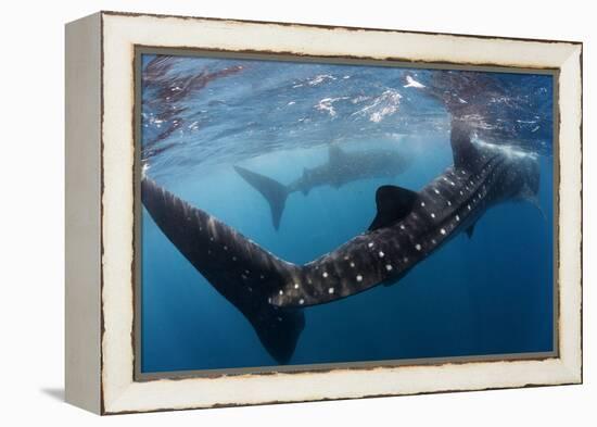 Whale Shark (Rhincodon Typus) Feeding View of Tail, Isla Mujeres, Caribbean Sea, Mexico, August-Claudio Contreras-Framed Premier Image Canvas