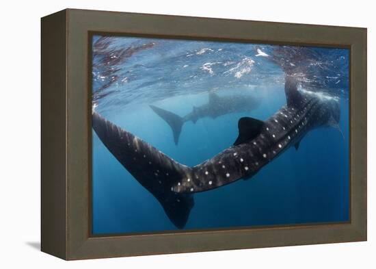 Whale Shark (Rhincodon Typus) Feeding View of Tail, Isla Mujeres, Caribbean Sea, Mexico, August-Claudio Contreras-Framed Premier Image Canvas