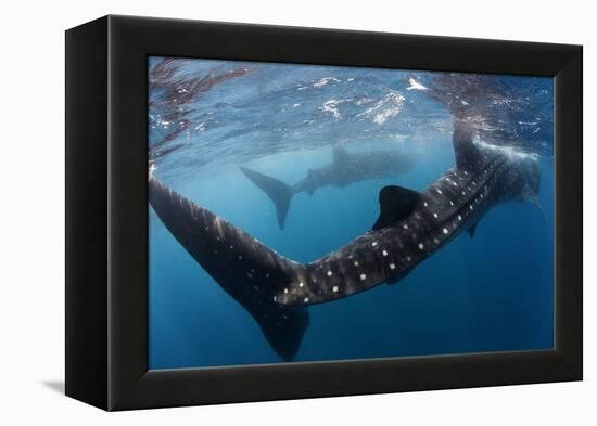 Whale Shark (Rhincodon Typus) Feeding View of Tail, Isla Mujeres, Caribbean Sea, Mexico, August-Claudio Contreras-Framed Premier Image Canvas