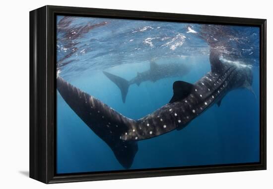 Whale Shark (Rhincodon Typus) Feeding View of Tail, Isla Mujeres, Caribbean Sea, Mexico, August-Claudio Contreras-Framed Premier Image Canvas