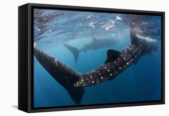 Whale Shark (Rhincodon Typus) Feeding View of Tail, Isla Mujeres, Caribbean Sea, Mexico, August-Claudio Contreras-Framed Premier Image Canvas