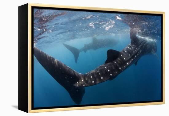 Whale Shark (Rhincodon Typus) Feeding View of Tail, Isla Mujeres, Caribbean Sea, Mexico, August-Claudio Contreras-Framed Premier Image Canvas