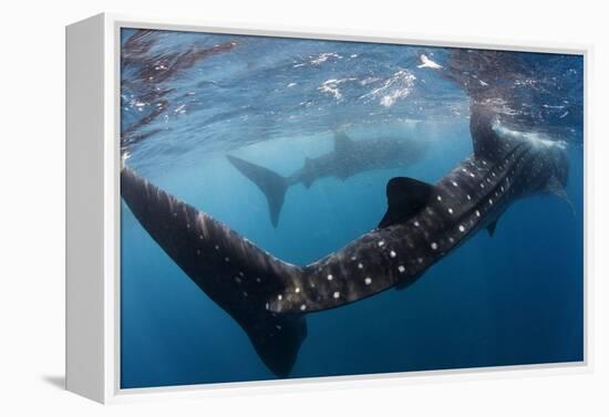 Whale Shark (Rhincodon Typus) Feeding View of Tail, Isla Mujeres, Caribbean Sea, Mexico, August-Claudio Contreras-Framed Premier Image Canvas
