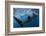 Whale Shark (Rhincodon Typus) Feeding View of Tail, Isla Mujeres, Caribbean Sea, Mexico, August-Claudio Contreras-Framed Photographic Print