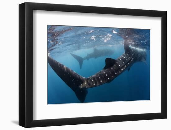 Whale Shark (Rhincodon Typus) Feeding View of Tail, Isla Mujeres, Caribbean Sea, Mexico, August-Claudio Contreras-Framed Photographic Print