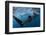 Whale Shark (Rhincodon Typus) Feeding View of Tail, Isla Mujeres, Caribbean Sea, Mexico, August-Claudio Contreras-Framed Photographic Print