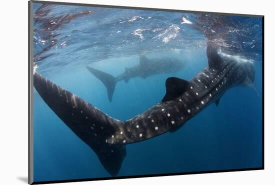 Whale Shark (Rhincodon Typus) Feeding View of Tail, Isla Mujeres, Caribbean Sea, Mexico, August-Claudio Contreras-Mounted Photographic Print