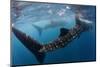 Whale Shark (Rhincodon Typus) Feeding View of Tail, Isla Mujeres, Caribbean Sea, Mexico, August-Claudio Contreras-Mounted Photographic Print