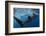 Whale Shark (Rhincodon Typus) Feeding View of Tail, Isla Mujeres, Caribbean Sea, Mexico, August-Claudio Contreras-Framed Photographic Print