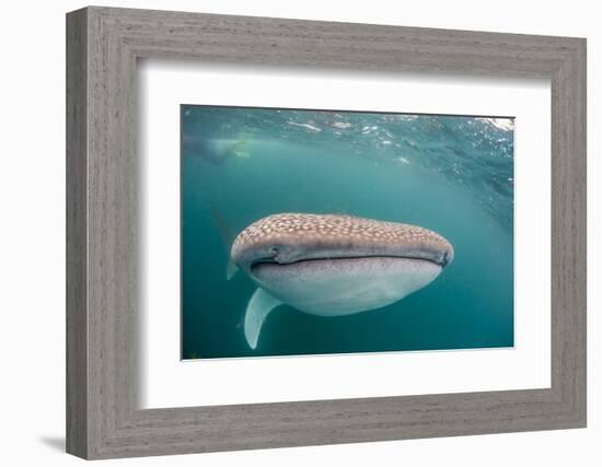 Whale Shark (Rhincodon Typus,) Filter Feeding Underwater Off El Mogote, Near La Paz-Michael Nolan-Framed Photographic Print